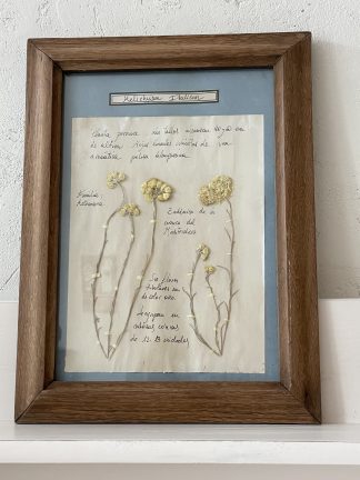 Herbario “Helichysum Italicum”