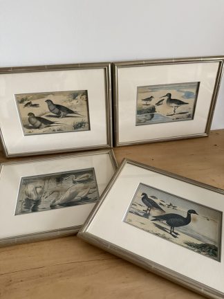 Colección cuadros aves