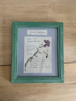 Herbario “Linum Grandiflorum”