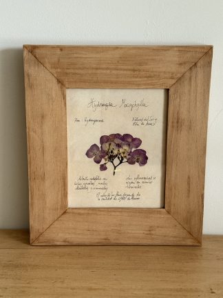 Herbario “Hydrangea Macrophylla”