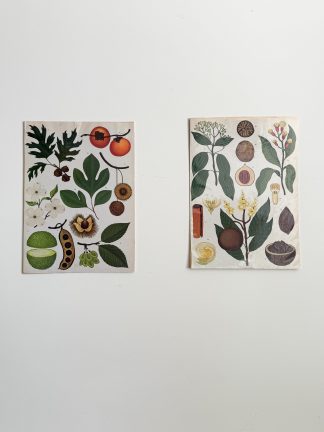 Pareja de láminas botánica