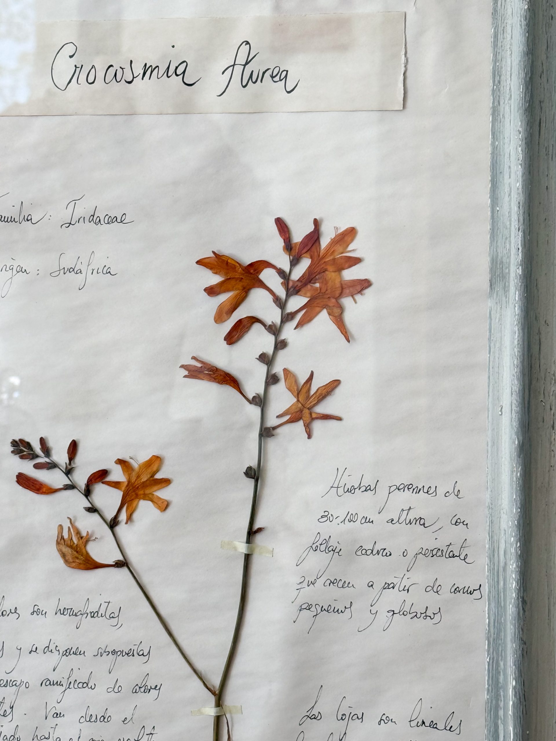 Herbario “Crocosmia Aurea” - Imagen 2