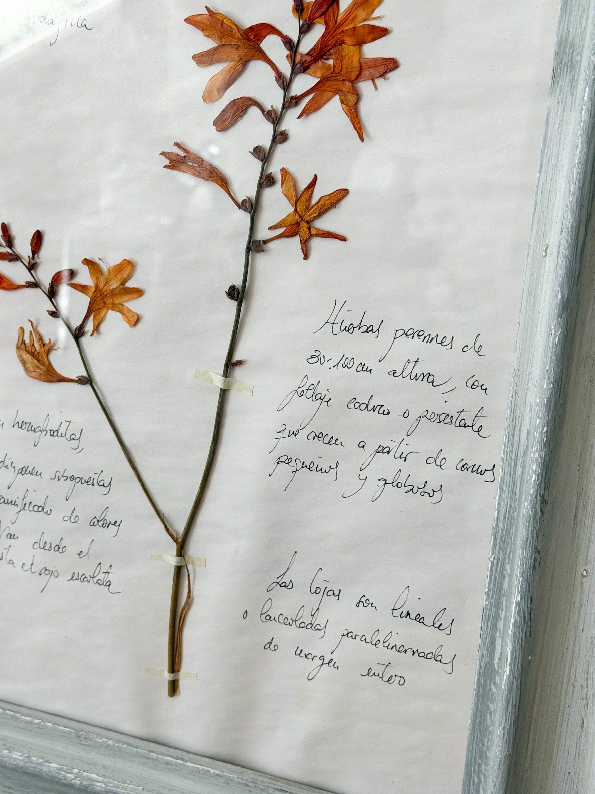 Herbario “Crocosmia Aurea” - Imagen 5